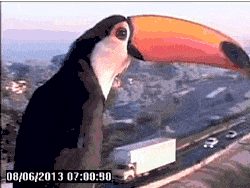 A toucan finds a traffic cam.