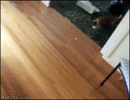 Cat + laser + towel + wooden floor + plastic cups = This!