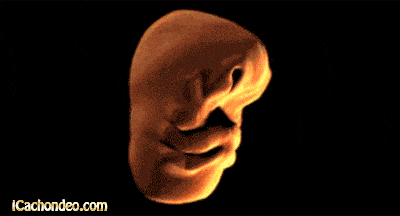 How your face evolves in the womb