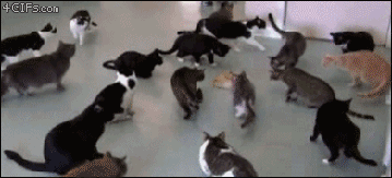 A bunch of mildly startled cats!