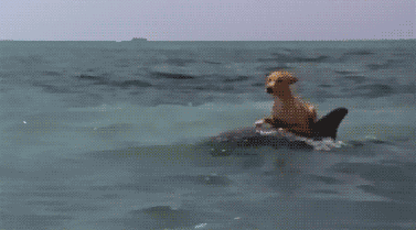 You'll never be as cool as this dog surfing on the back of a dolphin