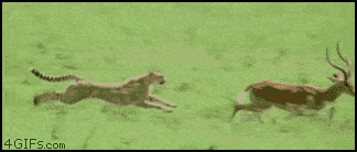Cheetah runs down an antelope.