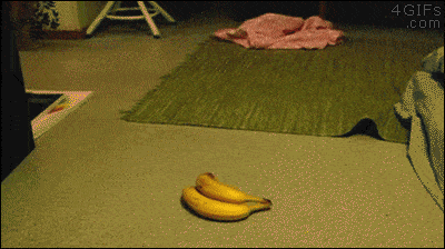Damn those are real bananas!