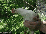 Chickens have an amazing built-in stabilization system