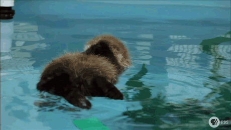 Fluffy baby otter pup