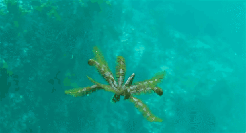 How a Starfish swim