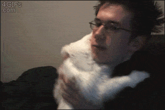 White cat doesn't want to stop hugging