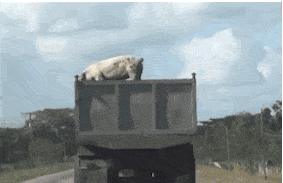 Pig jumps to freedom from slaughter house bound truck.