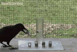 Smart Crow