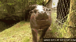 Unconventional, but here's a baby hippo GIF
