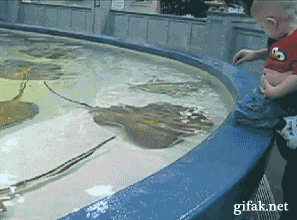 This stingray has some serious personal space issues