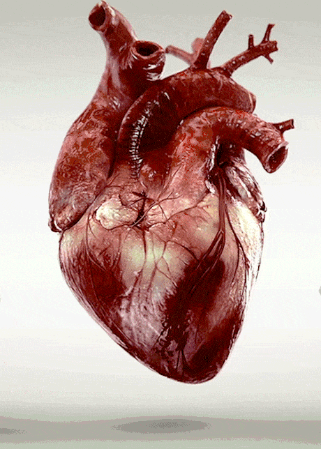 Realistic beating heart