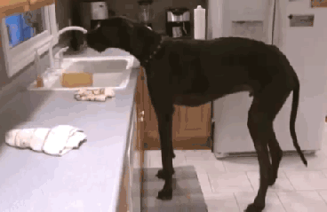 Being the World's Largest Dog is Thirsty Work