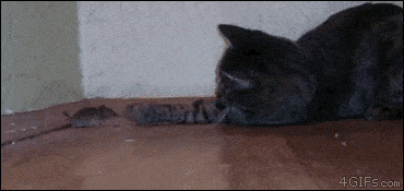 Cat boops mouse