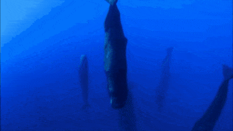 There's something unsettling about the way whales sleep.
