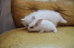 Kitten kissing a rabbit