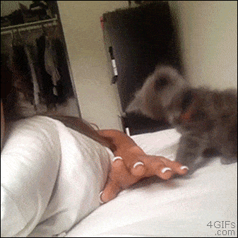 Kitten attack!