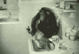 Best way to dry yourself after a shower is to have a monkey do it for you.