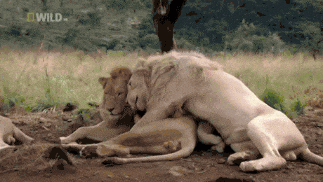 A couple of lions cuddling up.