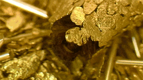 A Caddis Fly building its larval case using fragments of gold