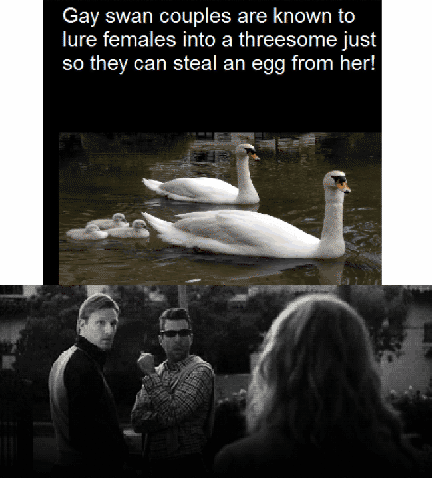 Gay swans