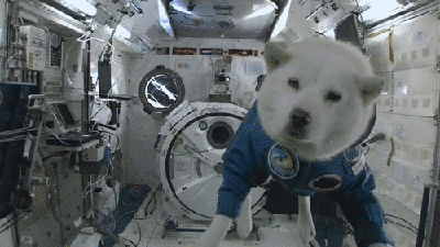 Space dog