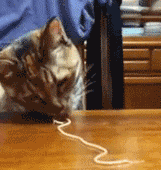 Ever wanted to see a cat eat a noodle?