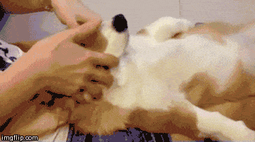 This is the most relaxed Corgi ever.