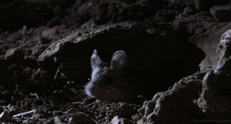 The grasshopper mouse howls like a little wolf to defend its territory