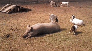 Baby goat playing with pig