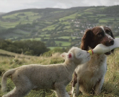 Dog bottle feeding a lamb