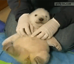 Just a Polar Bear cub getting tickled