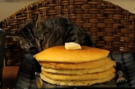 Day 50 of your daily dose of cute!!! I bet you didn't know you needed this gif until now