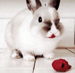 Bunny eating a raspberry