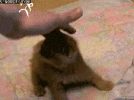 Proof that there are REAL ninjas that only cats can see