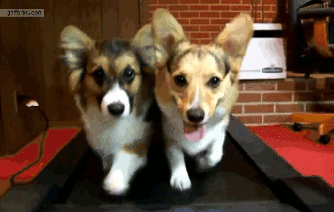 If Corgis on a treadmill don't make you smile, I don't know what will