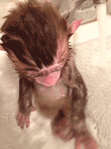 lil baby monkey taking a bath