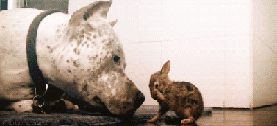 Day 118 of your daily dose of cute: A violent pit bull attacks helpless bunny