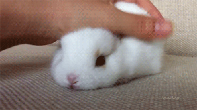 Feeling down? Here pet this cute bunny