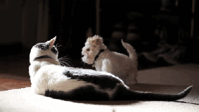 Cat is amused with puppy trying to slap it