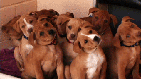 Day 149 of your daily dose of cute: Head tilt × 9 = cute bunch of puppies