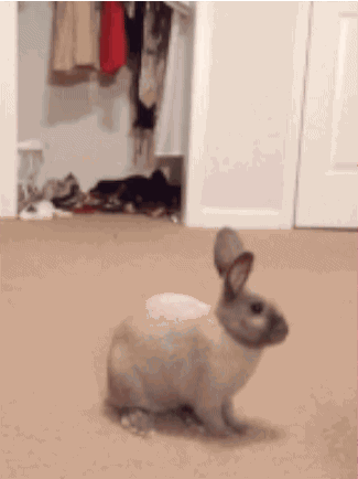 Bunny surprise boop