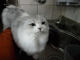 Cat drinking water forever