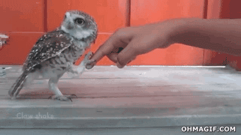 Owl claw shake