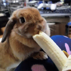 Day 164 of your daily dose of cute: nom nom banana