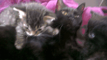 When a cat realizing she's a mother