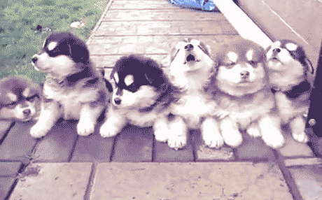 Day 178 of your daily dose of cute: Puppies!!