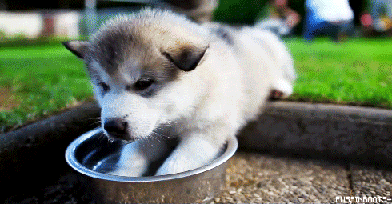 Day 191 of your daily dose of cute: What is water