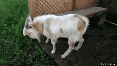 Goat.Exe has stopped working