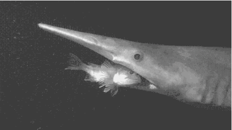 I saw the "goblin shark" from the other post, here you can see this nope eating